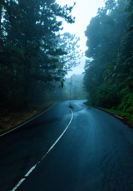 Wet street amidst trees