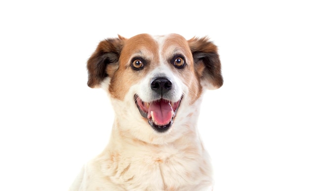 White and brown chubby dog isolated on a white background