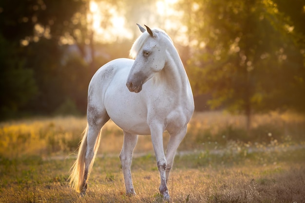 White horse walking on field