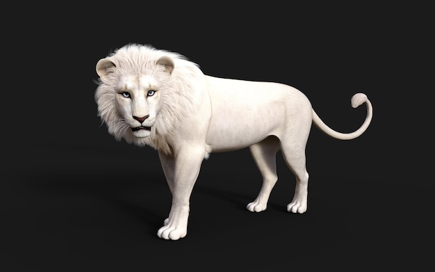 white lion acts and poses isolated on dark black background with clipping path lion king
