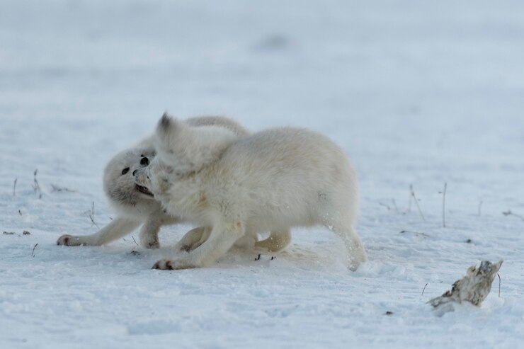 Foto wild arctic foxes fighting in tundra in winter time. white arctic fox aggressive.