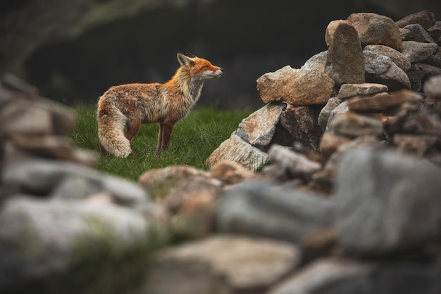 Wild red fox from retezat mountains romania