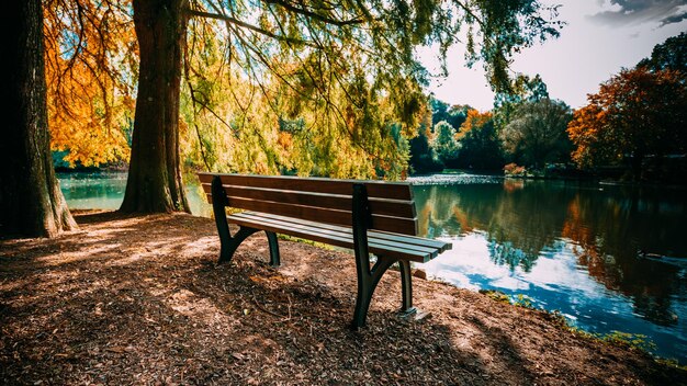 Wooden bench in the city park