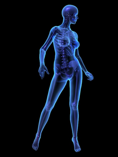 Xray illustration of female human body and skeleton 3D render