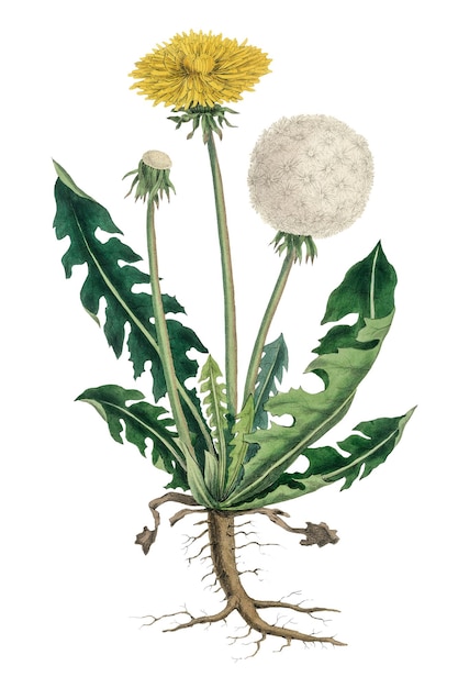 Yellow Hawkbits and white dandelion png plant illustration