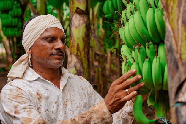 Young Indian farmer at banana agriculture field
