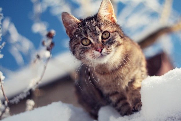 young tabby cat in winter on snow