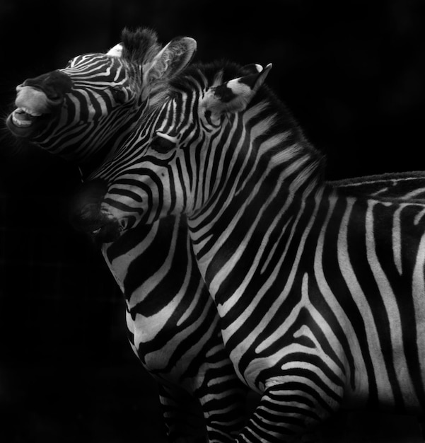 Zebras against black background