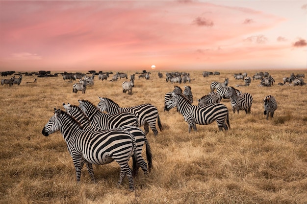 Zebras on land against sky during sunrise