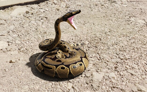 3d illustration of ball python regius isolated on ground A royal python Reticulated python lying