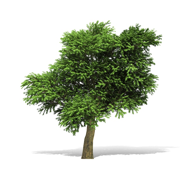 3D-rendering af træ på hvid baggrund med arbejdssti.