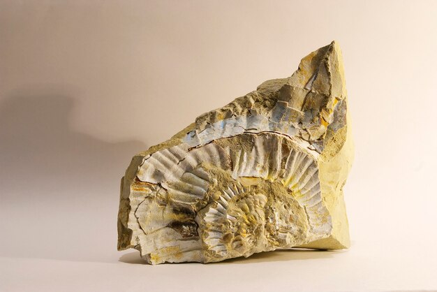 A fossilized Ammonite shell found at the bottom of an ancient dried up sea