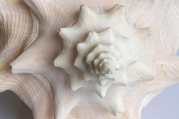 a white shell with a spiral on it