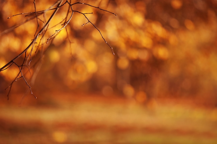 Bild abstract autumnal backgrounds for your design. copy space. autumn brunches over blurred gold leaves. autumn nature background with bokeh.  fall blurred background.