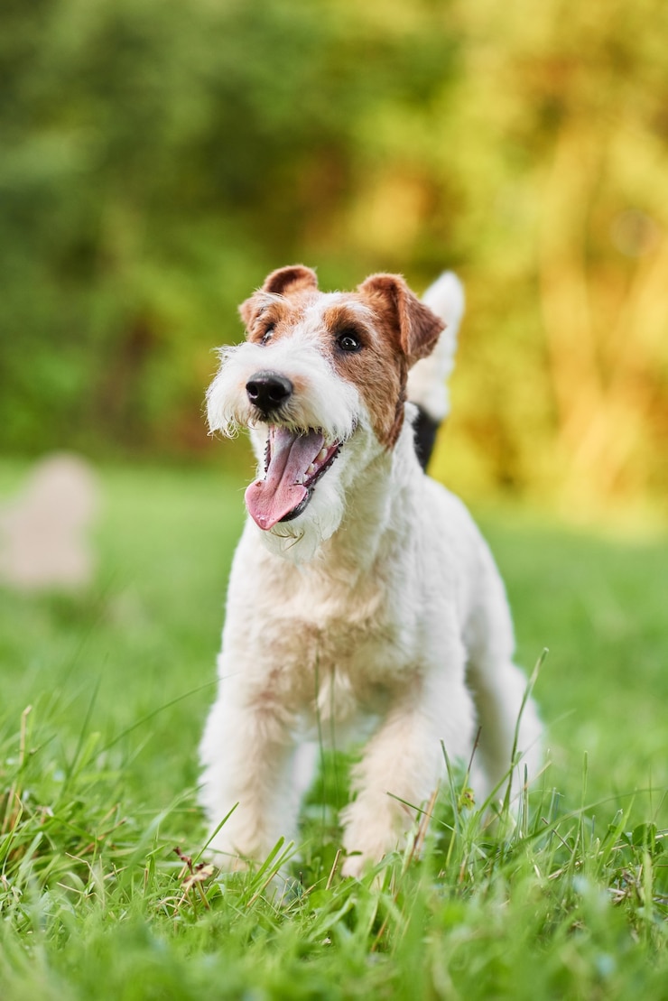 Foto adorable happy fox terrier dog at the park