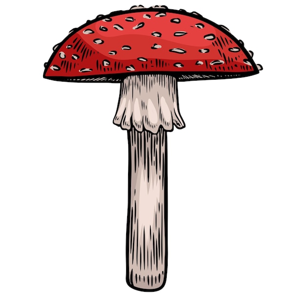 Amanita mushroom line drawing isolated on white background