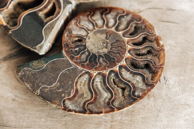 Ammonites fossil shell on wooden background Copy empty space for text