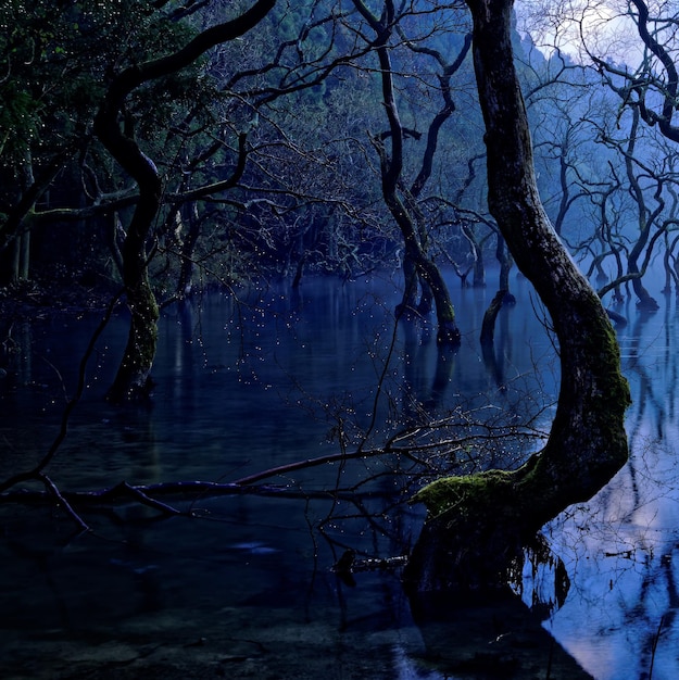 Bare trees in lake against sky