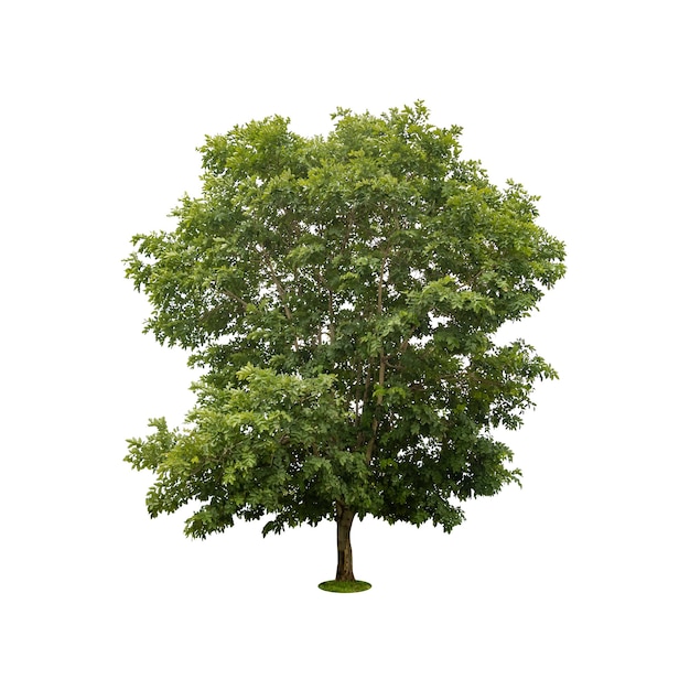Beautiful green tree isolated on white with clipping path