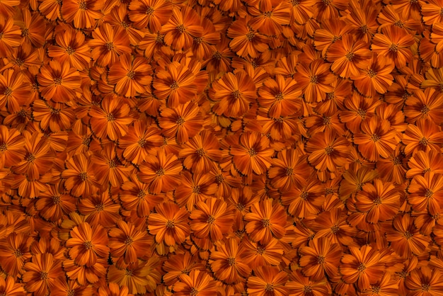 Beautiful orange flower texture Use it as a design background