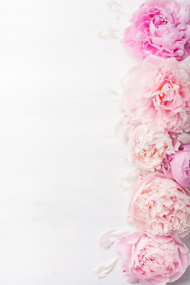 Bild beautiful pink peony flower background