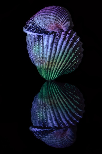 Beautiful sea old seashells in neon light Minimalism retro style concept Black Background pattern
