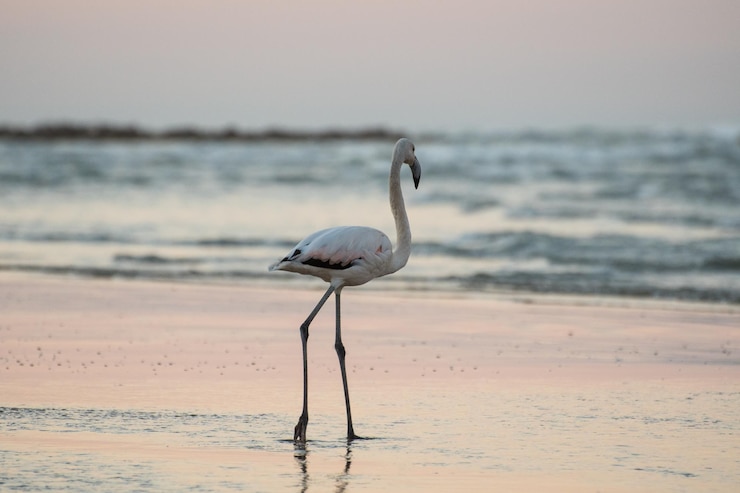 Beautiful white flamingo standing on the beach under a clear sky at sunset