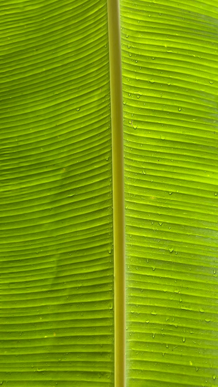 Bild beauty in nature