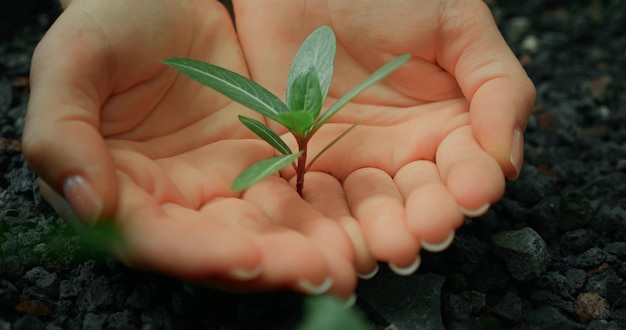 Beskåret hånd, der holder plante