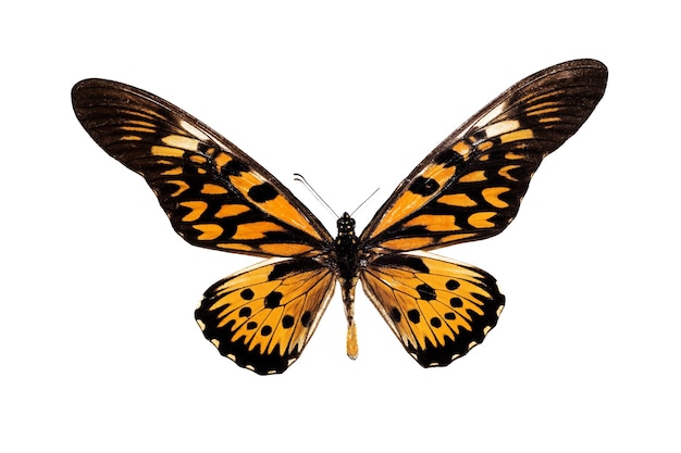 Big butterfly with yellow wings isolate on white background papilio antimachus
