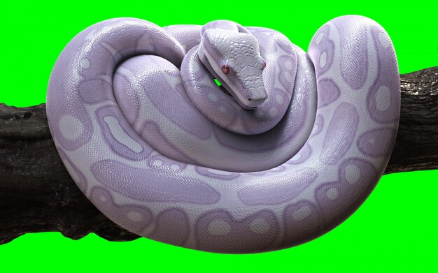 Boa Constrictor Albino Anaconda med beskæringssti.