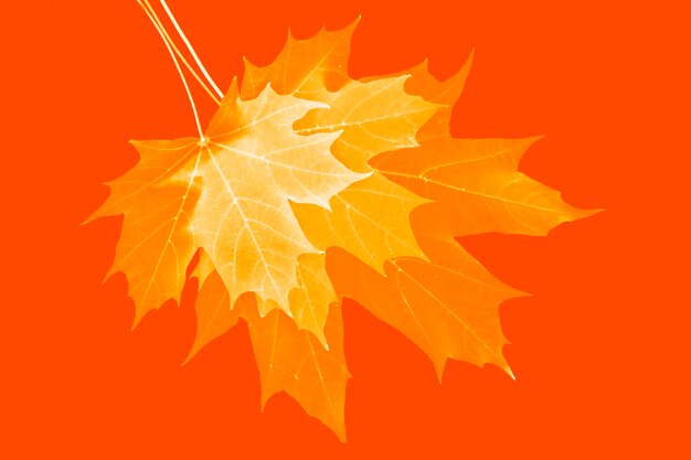 Bright colorful autumn leaves nature