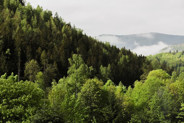 Carpathian mountains and forest with fog in Yaremche in sunny day