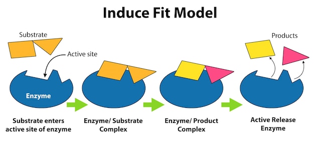 Catalysts and enzymes induced fit model