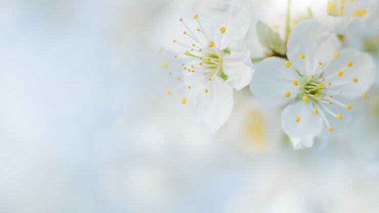 Bild cherry blossom, pastel blue tinted, spring background