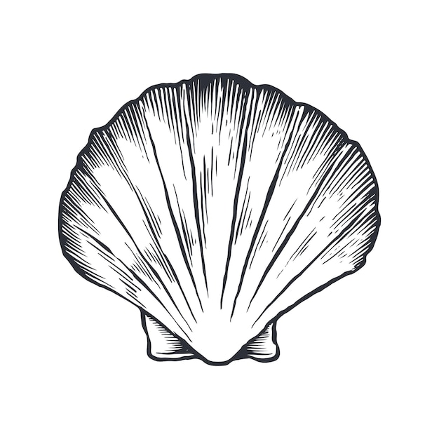 Clam Shell