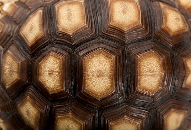 Close-up of African Spurred Tortoise shell, Geochelone sulcata, 1 year old