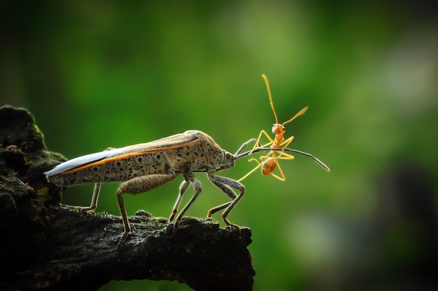 Close-up of bug hunting ant