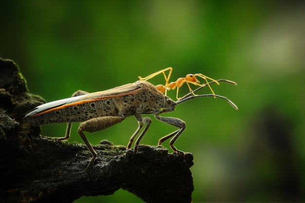 Close-up of bug hunting ant