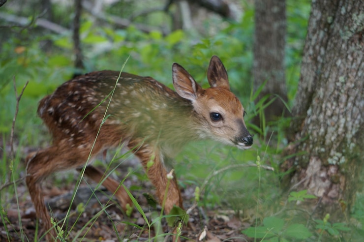 Foto close-up of deer in forest