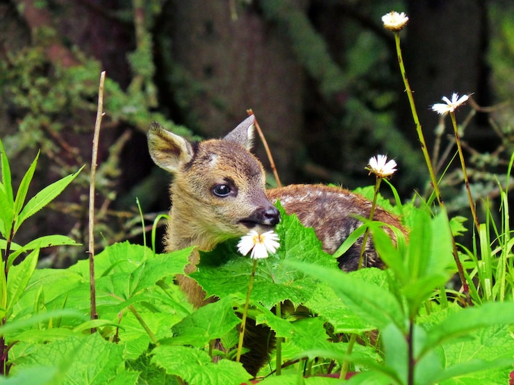 Foto close-up of deer on field