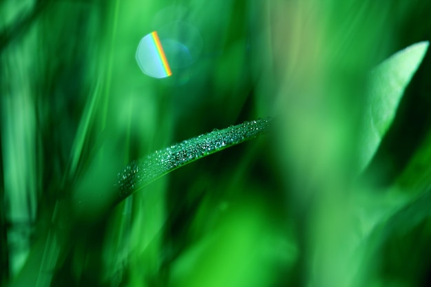 Close-up of dew drops on grass