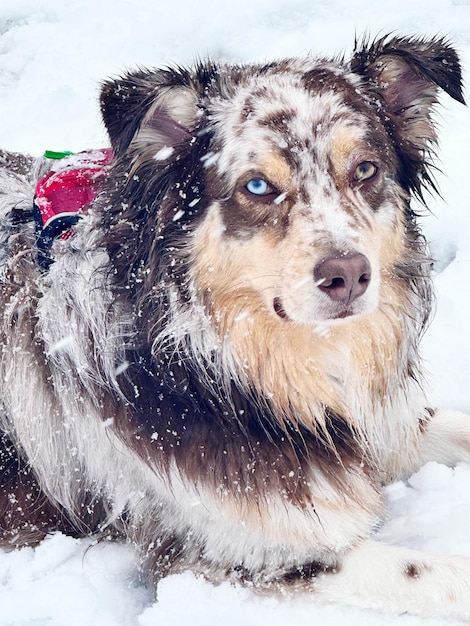 Close-up of dog on snow covered field