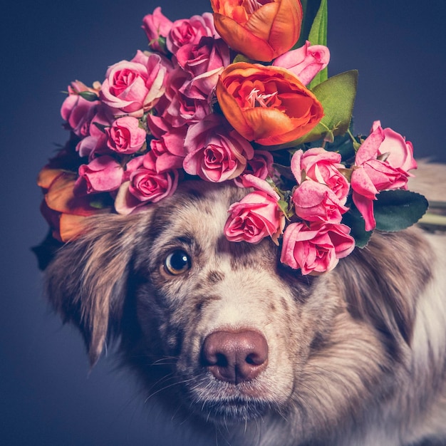 close-up of dog wearing flowers