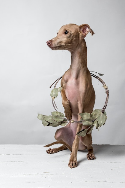 close-up of dog with wreath against white background