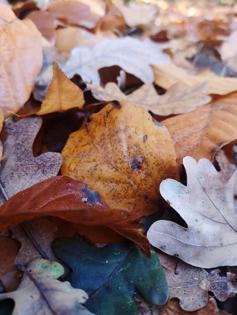 Close-up of dry maple leaves on field during autumn