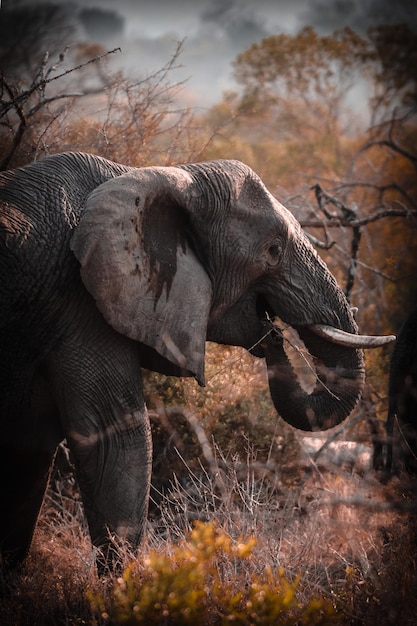 Close-up of elephant in forest