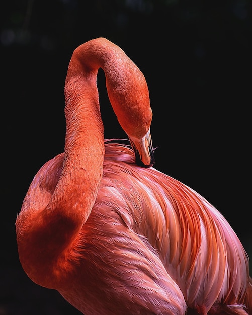 close-up of flamingo on black background