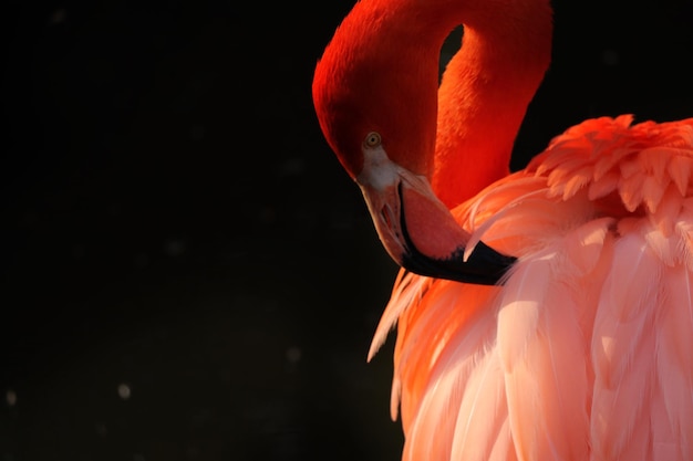 close-up of flamingo