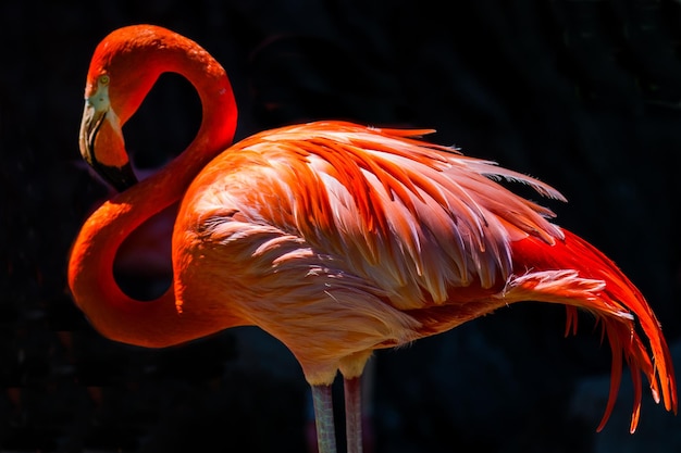close-up of flamingo